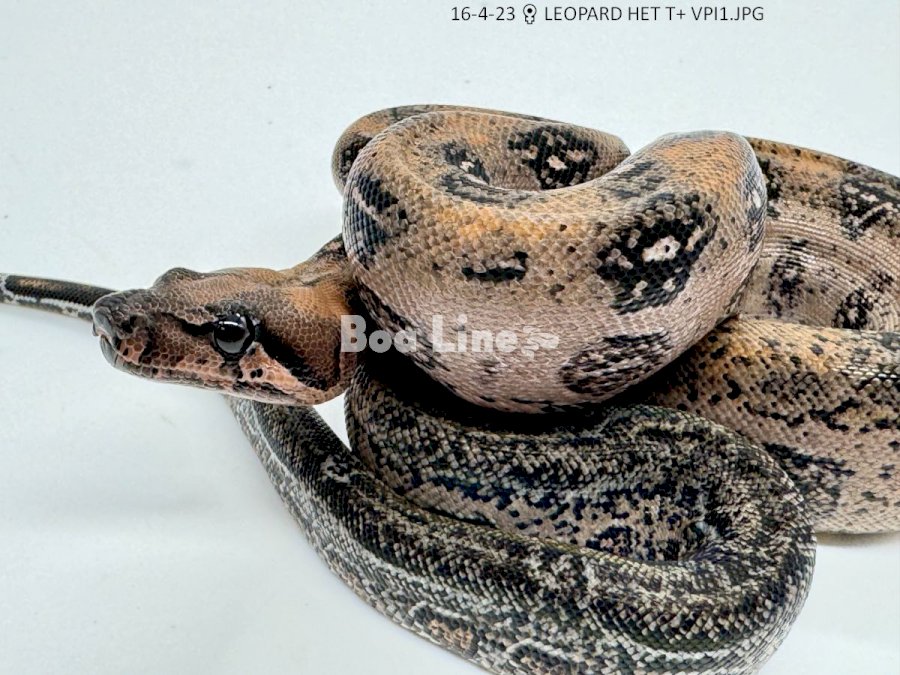 LEOPARD HET T+ VPI